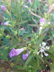 Agalinis neoscotica