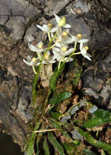White Starfish Orchid (Chiloschista phyllorhiza)