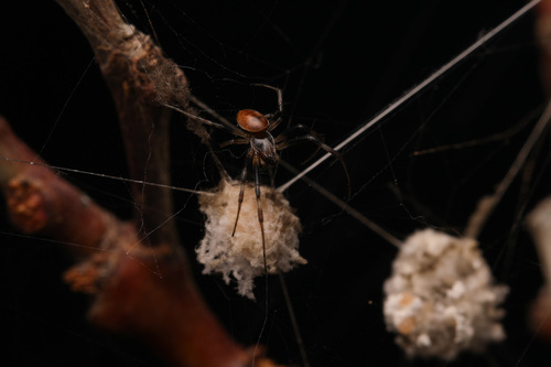 Australian Golden Orbweaver photo 3