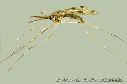 Anopheles punctimacula