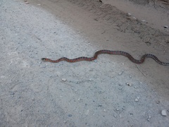 Lampropeltis knoblochi