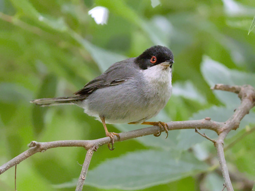 Curruca cabecinegra (Curruca melanocephala)
