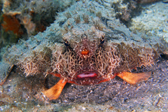 Polka-Dot Batfish photo 4