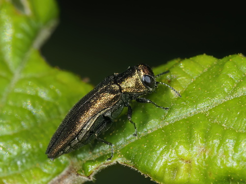 Agrilus viridicaerulans
