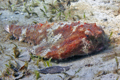 Polka-Dot Batfish photo 5