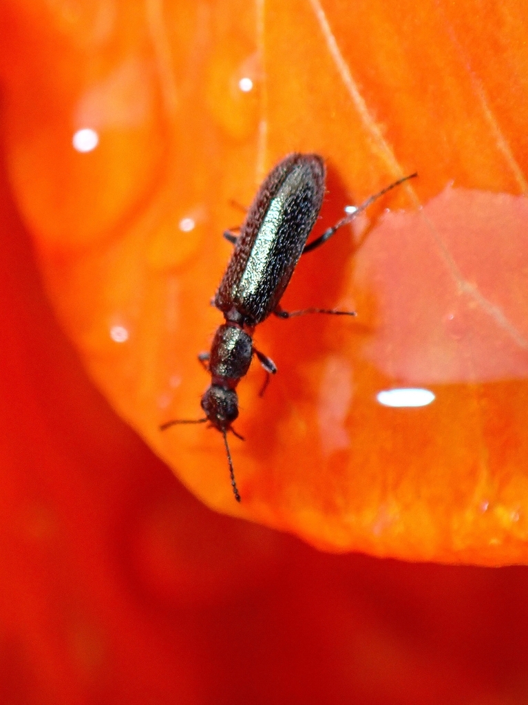 Dolichophron hartungi