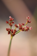 Juncus militaris