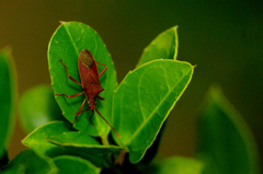 Gonocerus insidiator
