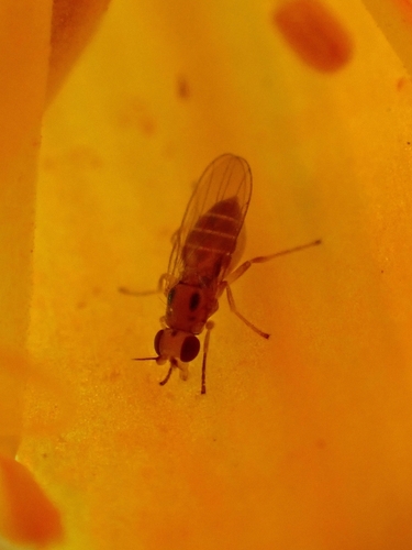 Elachiptera bimaculata