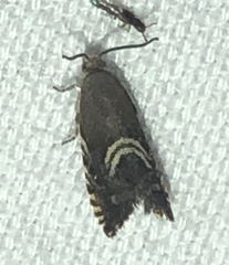 Grapholita interstinctana