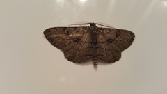 Peribatodes rhomboidaria