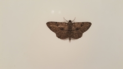 Peribatodes rhomboidaria