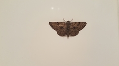 Peribatodes rhomboidaria