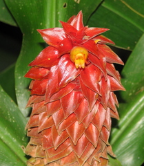 Costus ricus