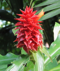 Costus ricus