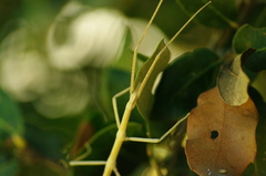 Bacillidae