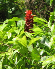 Costus ricus