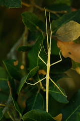 Bacillidae