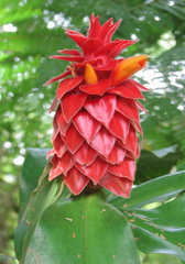 Costus ricus