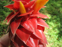 Costus ricus