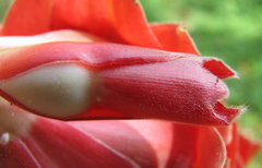 Costus ricus