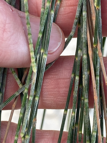 Casuarina equisetifolia