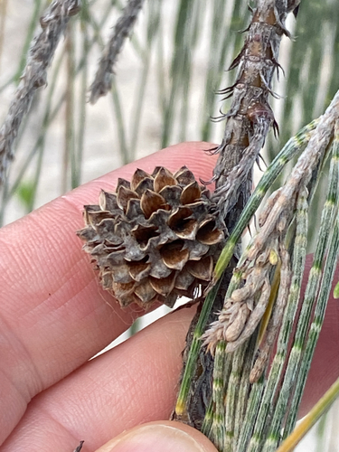 Casuarina equisetifolia