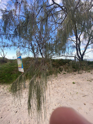 Casuarina equisetifolia
