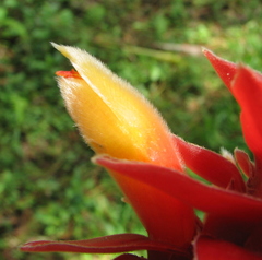 Costus ricus