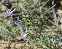 Ipomopsis multiflora
