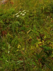 Conioselinum chinense
