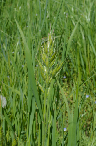 Bromus hordeaceus iNat (2)