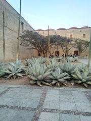 Agave guiengola