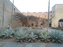 Agave guiengola