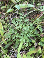 Conioselinum chinense