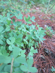 Baptisia tinctoria