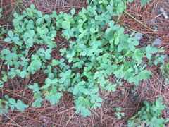 Baptisia tinctoria