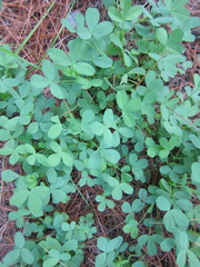 Baptisia tinctoria
