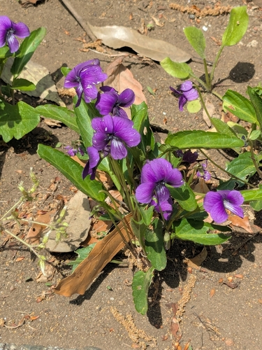 Image of Viola mandshurica by (c) mami_t_t, some rights reserved (CC BY)