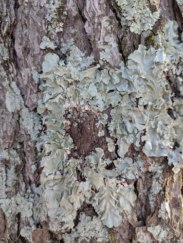 Parmotrema tinctorum