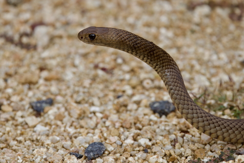 Eastern Brown Snake sighting