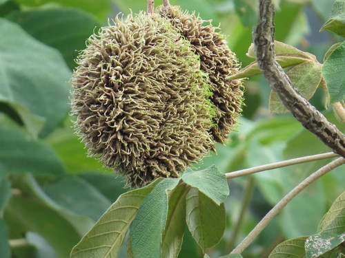 Zeyheria tuberculosa