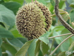 Zeyheria tuberculosa