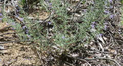 Ipomopsis multiflora