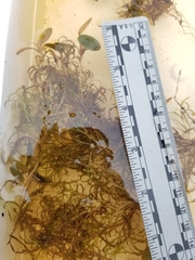 Potamogeton spirillus