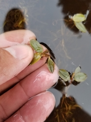 Potamogeton spirillus