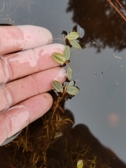 Potamogeton spirillus