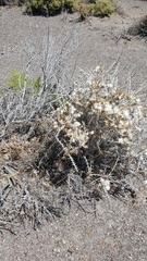 Tetradymia spinosa