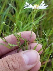Symphyotrichum lanceolatum lanceolatum