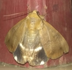 Poaphilini